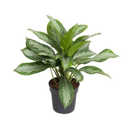 Aglaonema Cutlass - Ø19cm - ↕60cm - Bloomado