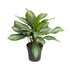 Aglaonema Cutlass - Ø19cm - ↕60cm - Bloomado