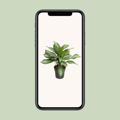 Aglaonema Cutlass - Ø19cm - ↕60cm - Bloomado