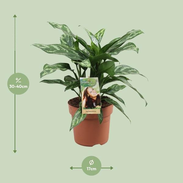 Aglaonema Maria - Ø17cm - ↕40cm - Bloomado