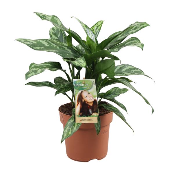 Aglaonema Maria - Ø17cm - ↕40cm - Bloomado