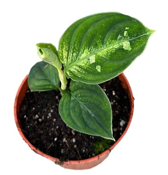 Aglaonema Pictum Bicolor - Ø10,5cm - ↕15cm - Bloomado