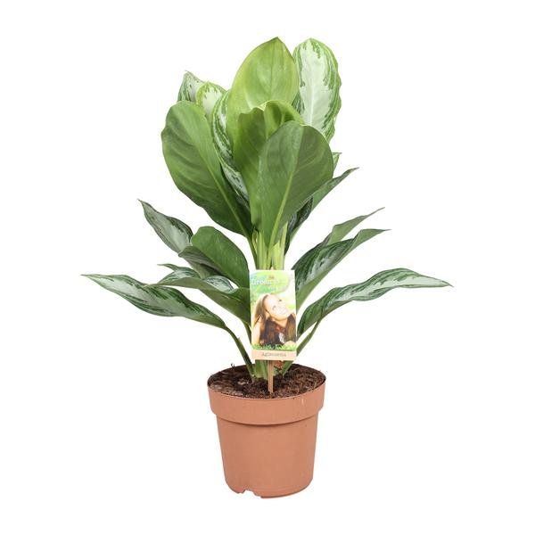 Aglaonema Silver Bay - Chinese Evergreen - Ø17cm - ↕55cm - Bloomado