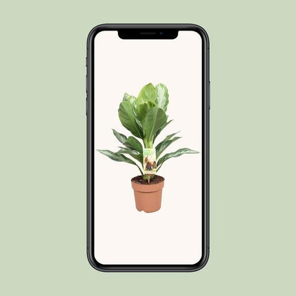 Aglaonema Silver Bay - Chinese Evergreen - Ø17cm - ↕55cm - Bloomado