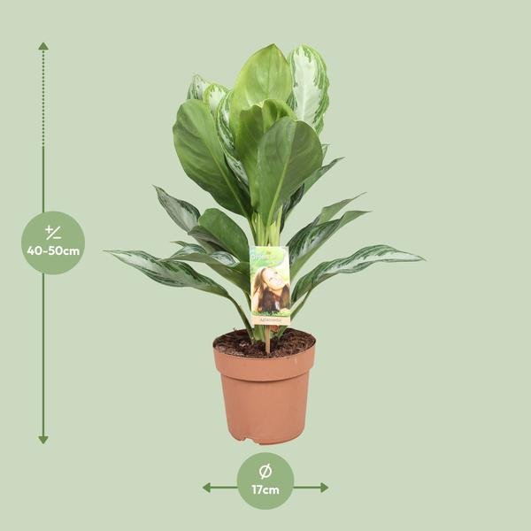 Aglaonema Silver Bay - Chinese Evergreen - Ø17cm - ↕55cm - Bloomado