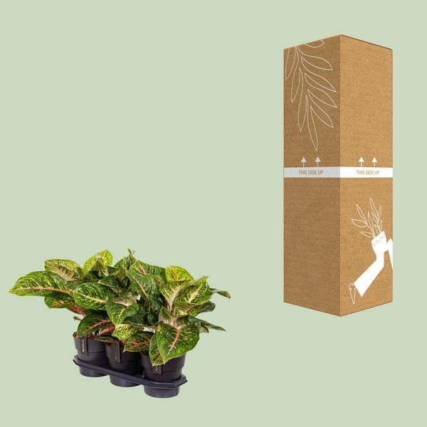 Aglaonema Spring Red - Ø19cm - ↕60cm - Bloomado