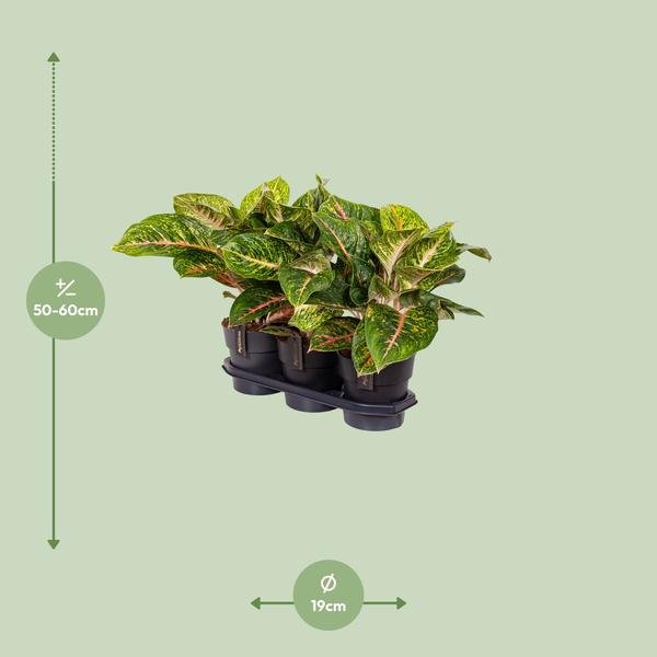 Aglaonema Spring Red - Ø19cm - ↕60cm - Bloomado