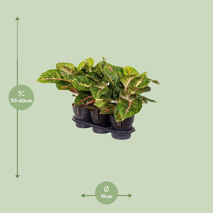 Aglaonema Spring Red - Ø19cm - ↕60cm - Bloomado