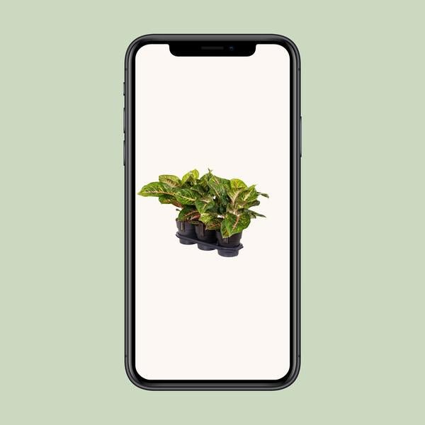 Aglaonema Spring Red - Ø19cm - ↕60cm - Bloomado