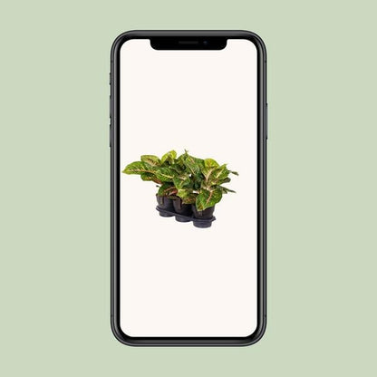 Aglaonema Spring Red - Ø19cm - ↕60cm - Bloomado