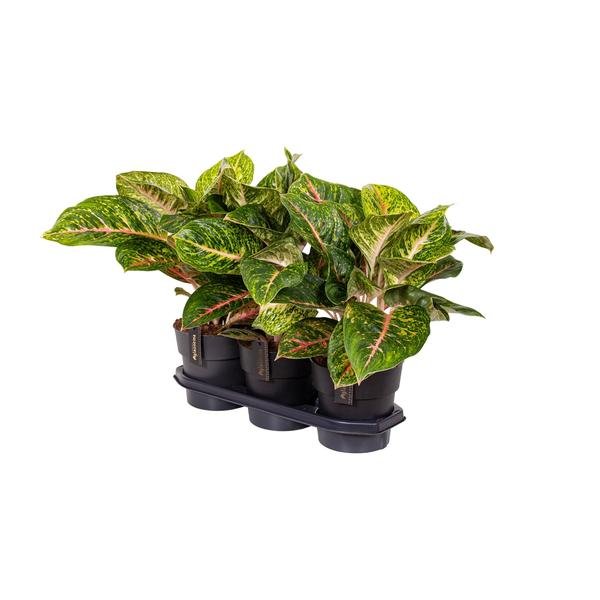 Aglaonema Spring Red - Ø19cm - ↕60cm - Bloomado