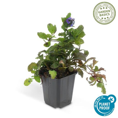 Ajuga reptans - ↕10 - 25cm - Ø9cm - 12x - Bloomado