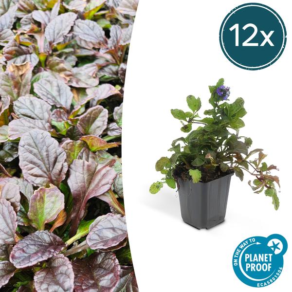 Ajuga reptans - ↕10 - 25cm - Ø9cm - 12x - Bloomado