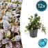 Ajuga reptans - ↕10 - 25cm - Ø9cm - 12x - Bloomado