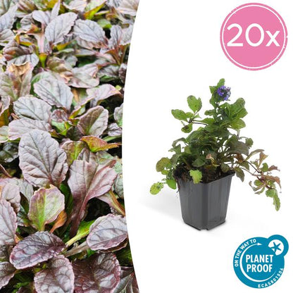 Ajuga reptans - ↕10 - 25cm - Ø9cm - 20x - Bloomado