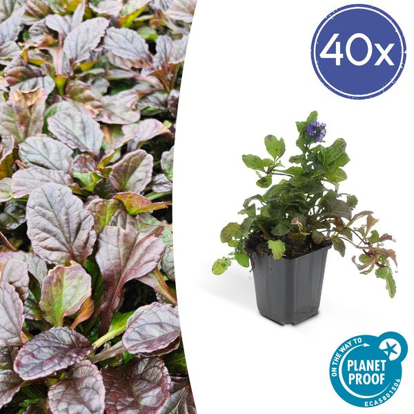 Ajuga reptans - ↕10 - 25cm - Ø9cm - 40x - Bloomado
