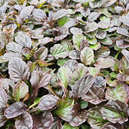 Ajuga reptans - ↕10 - 25cm - Ø9cm - 6x - Bloomado