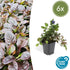 Ajuga reptans - ↕10 - 25cm - Ø9cm - 6x - Bloomado