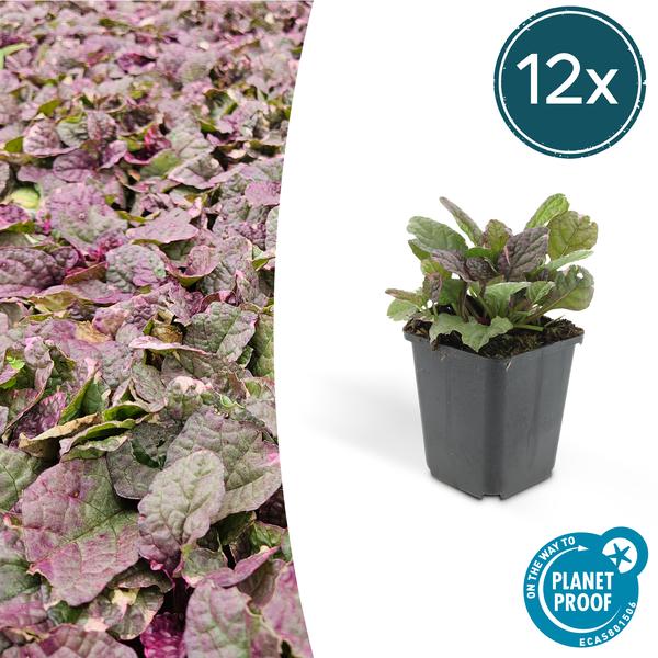 Ajuga reptans &