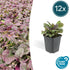 Ajuga reptans &