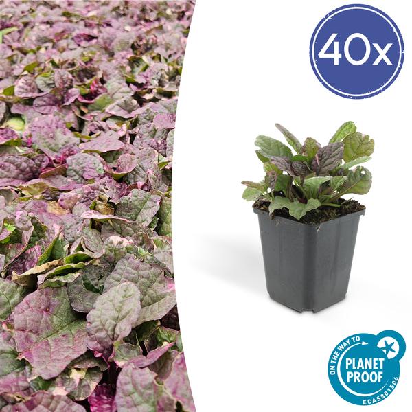 Ajuga reptans &