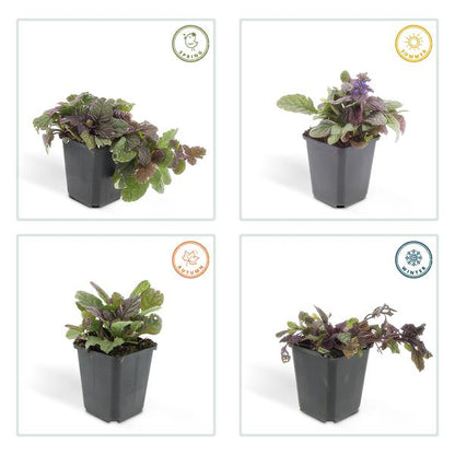 Ajuga reptans &