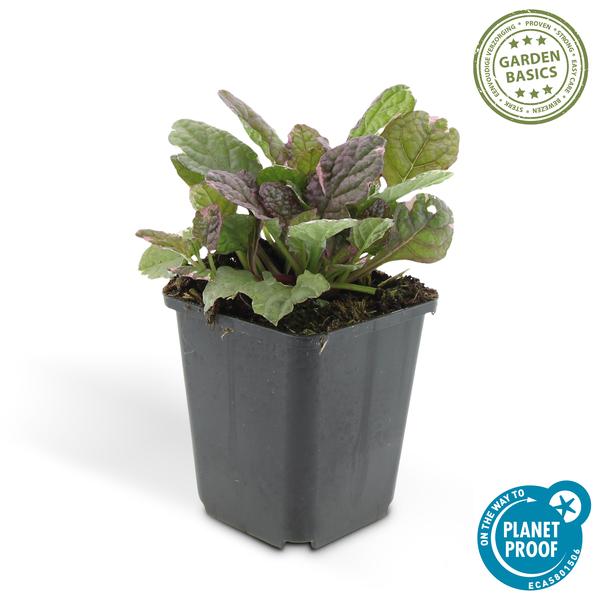 Ajuga reptans &