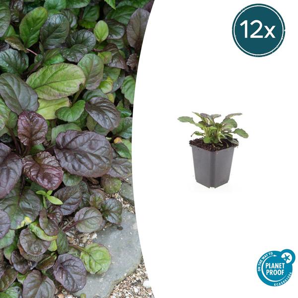 Ajuga reptans &