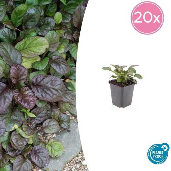 Ajuga reptans &