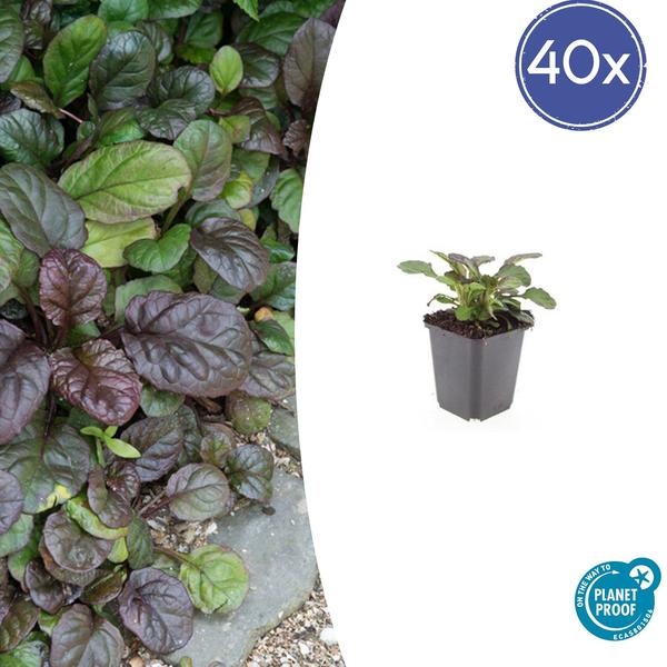 Ajuga reptans &