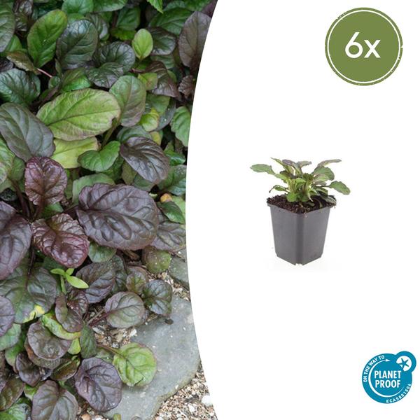 Ajuga reptans &