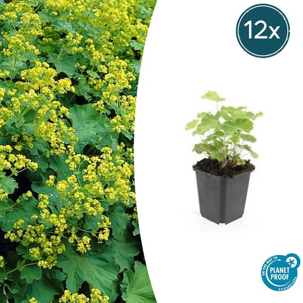 Alchemilla mollis - ↕10 - 25cm - Ø9cm - 12x - Bloomado