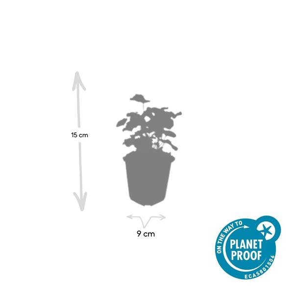Alchemilla mollis - ↕10 - 25cm - Ø9cm - 12x - Bloomado