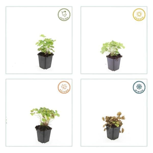 Alchemilla mollis - ↕10 - 25cm - Ø9cm - 20x - Bloomado