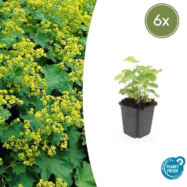 Alchemilla mollis - ↕10 - 25cm - Ø9cm - 6x - Bloomado