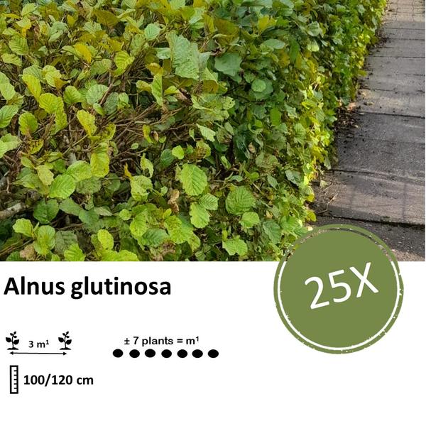 Alnus glutinosa - Blote wortel - 100/120 - 25x - Bloomado