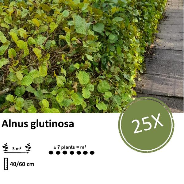 Alnus glutinosa - Blote wortel - 40/60 - 25x - Bloomado