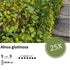 Alnus glutinosa - Blote wortel - 40/60 - 25x - Bloomado