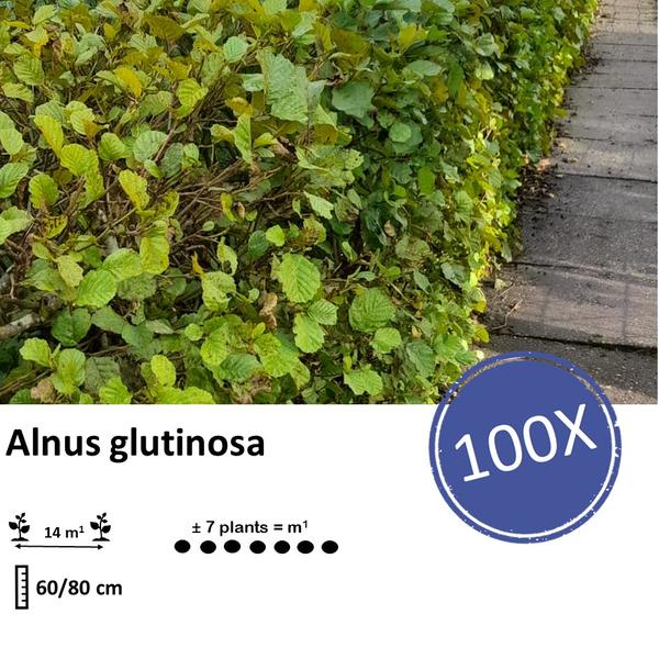 Alnus glutinosa - Blote wortel - 60/80 - 100x - Bloomado