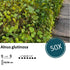 Alnus glutinosa - Blote wortel - 60/80 - 50x - Bloomado