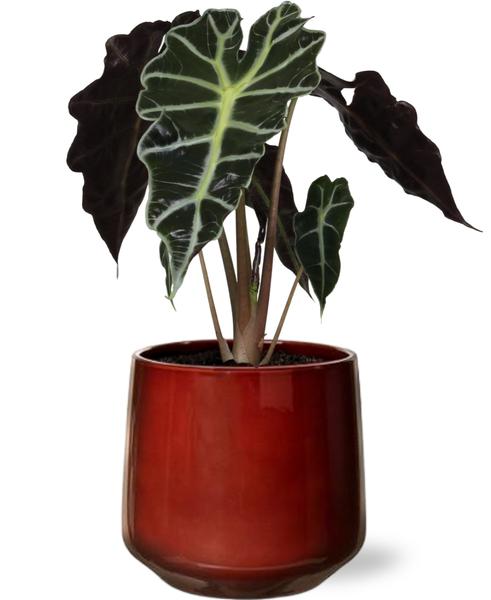 Alocasia Amazonica Polly - Ø12cm - ↕30cm + Puglia Pot D13/14,5x13,5cm - Rood - Bloomado