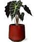 Alocasia Amazonica Polly - Ø12cm - ↕30cm + Puglia Pot D13/14,5x13,5cm - Rood - Bloomado
