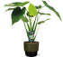Alocasia Cucullata - Ø19cm - ↕55cm + Erik Pot D20x18cm - Donker Groen - Bloomado