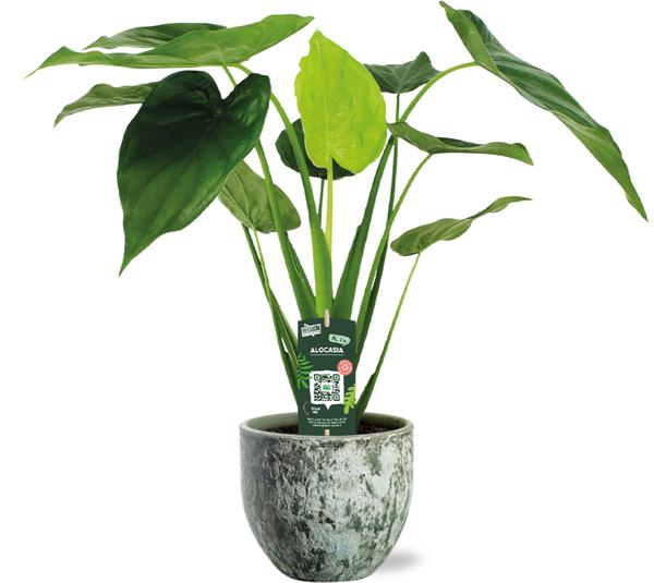 Alocasia Cucullata - Ø19cm - ↕55cm + Sem Pot D20x18cm - Groen - Bloomado