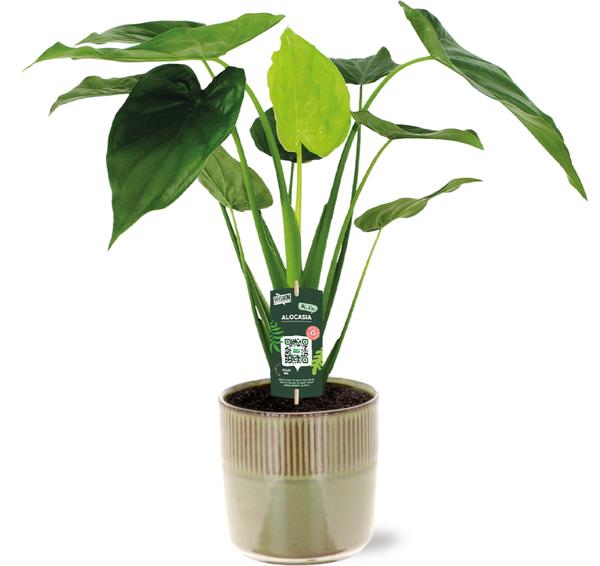 Alocasia Cucullata - Ø19cm - ↕55cm + Terni Pot D20x20cm - Groen - Bloomado