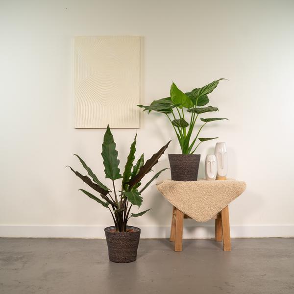 Alocasia Cucullata - Ø19cm - ↕60cm + Alocasia Lauterbachiana - Ø19cm - ↕75cm - Bloomado