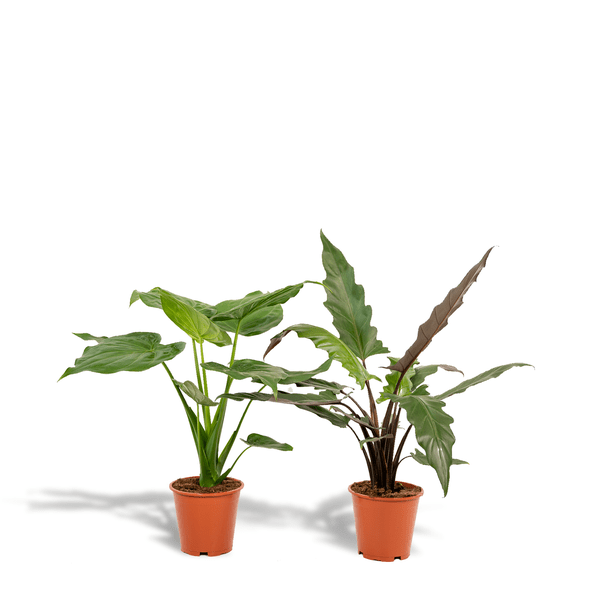 Alocasia Cucullata - Ø19cm - ↕60cm + Alocasia Lauterbachiana - Ø19cm - ↕75cm - Bloomado