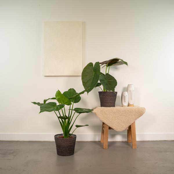Alocasia Cucullata - Ø19cm - ↕60cm + Alocasia Wentii - Ø19cm - ↕60cm - Bloomado