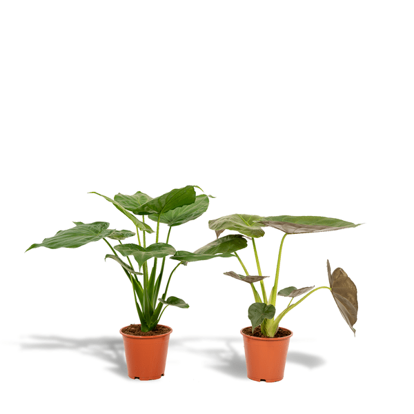 Alocasia Cucullata - Ø19cm - ↕60cm + Alocasia Wentii - Ø19cm - ↕60cm - Bloomado