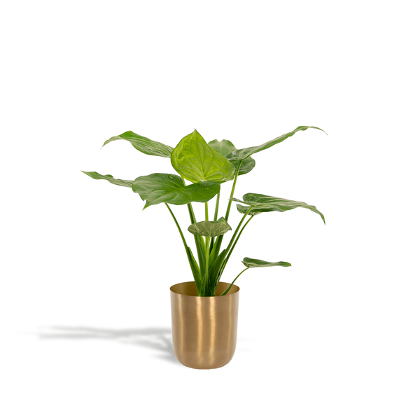 Alocasia Cucullata - Ø19cm - ↕65cm + Pot Mayk Gold - Bloomado